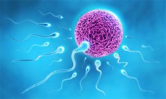 试管婴儿（IVF-ET）